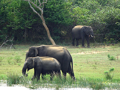 Birding & Wildlife Tours in Sri Lanka