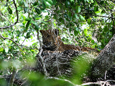 Birding & Wildlife Tours in Sri Lanka