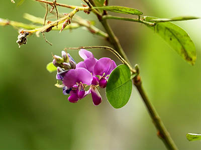 Birding & Wildlife Tours in Sri Lanka