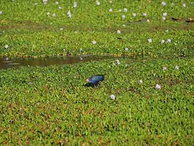 Birding & Wildlife Tours in Sri Lanka
