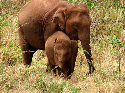 Birding & Wildlife Tours in Sri Lanka