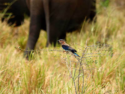 Birding & Wildlife Tours in Sri Lanka