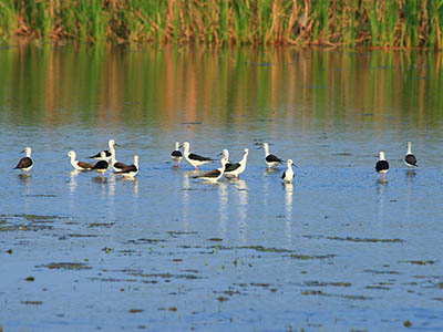 Birding & Wildlife Tours in Sri Lanka