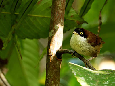 Birding & Wildlife Tours in Sri Lanka