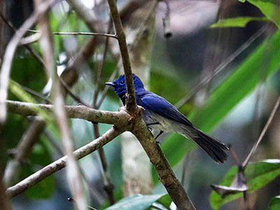 Birding & Wildlife Tours in Sri Lanka