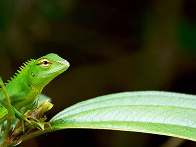 Birding & Wildlife Tours in Sri Lanka