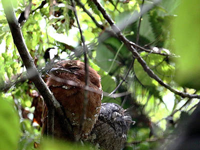 Birding & Wildlife Tours in Sri Lanka