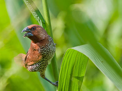Birding & Wildlife Tours in Sri Lanka