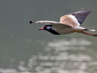 Birding & Wildlife Tours in Sri Lanka