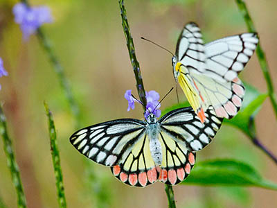 Birding & Wildlife Tours in Sri Lanka