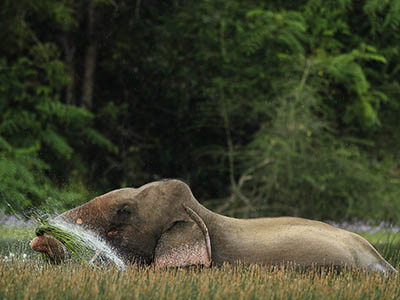 Wildlife & Bird Watching Tour in Sri Lanka