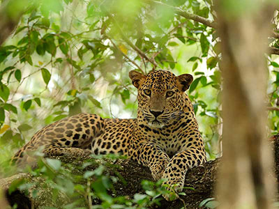 Wildlife & Bird Watching Tour in Sri Lanka