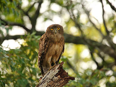 Wildlife & Bird Watching Tour in Sri Lanka
