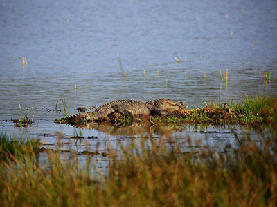 Wildlife & Bird Watching Tour in Sri Lanka