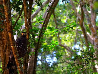Wildlife & Bird Watching Tour in Sri Lanka