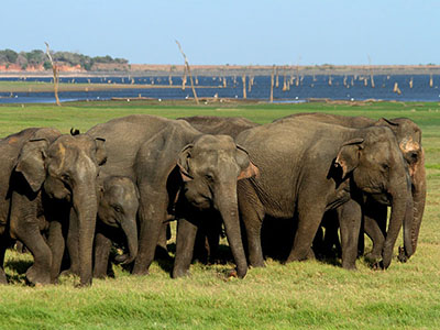 Wildlife & Bird Watching Tour in Sri Lanka