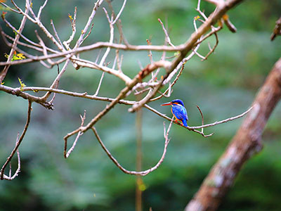Wildlife & Bird Watching Tour in Sri Lanka