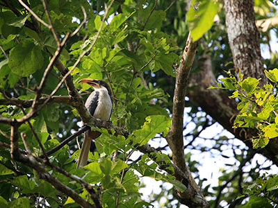 Wildlife & Bird Watching Tour in Sri Lanka