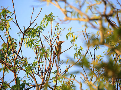 Wildlife & Bird Watching Tour in Sri Lanka