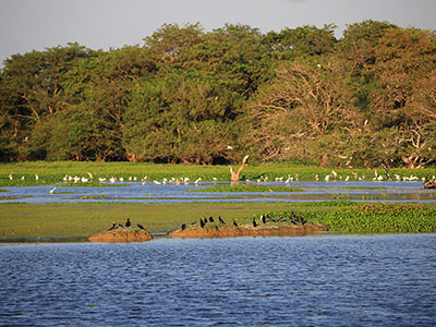 Wildlife & Bird Watching Tour in Sri Lanka