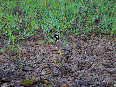 10 Days Wildlife & Bird Watching Tour itinerary in Sri Lanka