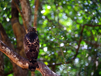10 Days Wildlife & Bird Watching Tour itinerary in Sri Lanka