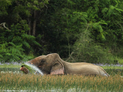 10 Days Wildlife & Bird Watching Tour itinerary in Sri Lanka
