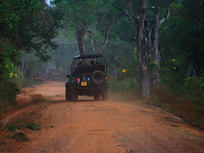 10 Days Wildlife & Bird Watching Tour itinerary in Sri Lanka