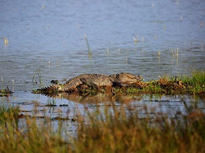 10 Days Wildlife & Bird Watching Tour itinerary in Sri Lanka