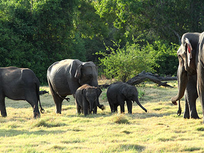 10 Days Wildlife & Bird Watching Tour itinerary in Sri Lanka