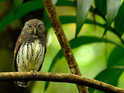 10 Days Wildlife & Bird Watching Tour itinerary in Sri Lanka