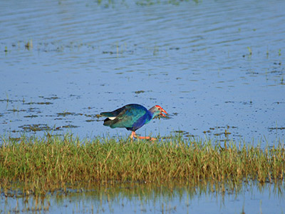 10 Days Wildlife & Bird Watching Tour itinerary in Sri Lanka