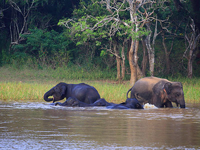 10 Days Wildlife & Bird Watching Tour itinerary in Sri Lanka