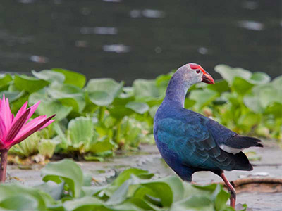 10 Days Wildlife & Bird Watching Tour itinerary in Sri Lanka