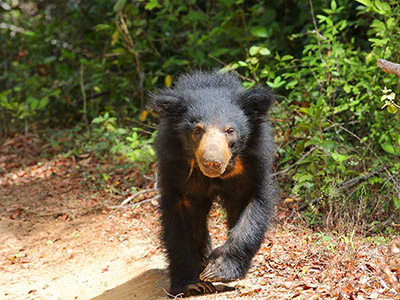 10 Days Wildlife & Bird Watching Tour itinerary in Sri Lanka