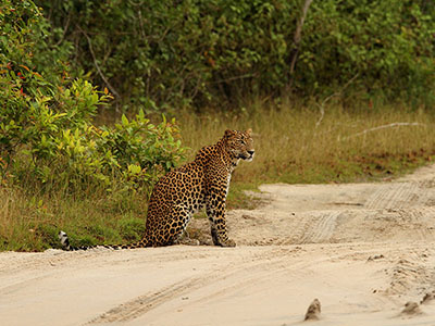 10 Days Wildlife & Bird Watching Tour itinerary in Sri Lanka