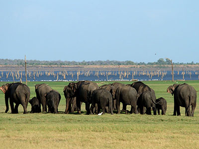 10 Days Wildlife & Bird Watching Tour itinerary in Sri Lanka