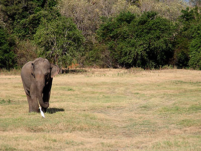 10 Days Wildlife & Bird Watching Tour itinerary in Sri Lanka