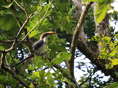 10 Days Wildlife & Bird Watching Tour itinerary in Sri Lanka