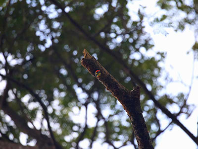 10 Days Wildlife & Bird Watching Tour itinerary in Sri Lanka