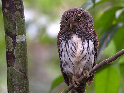 10 Days Wildlife & Bird Watching Tour itinerary in Sri Lanka
