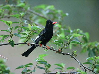 10 Days Wildlife & Bird Watching Tour itinerary in Sri Lanka
