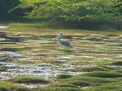 10 Days Wildlife & Bird Watching Tour itinerary in Sri Lanka