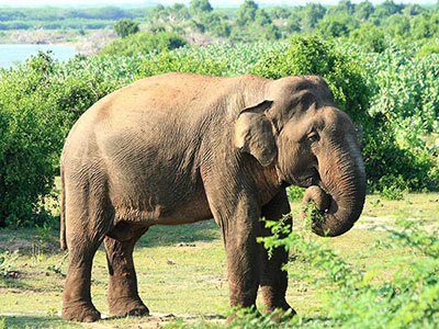 10 Days Wildlife & Bird Watching Tour itinerary in Sri Lanka