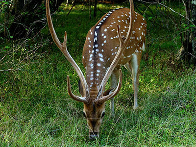 10 Days Wildlife & Bird Watching Tour itinerary in Sri Lanka