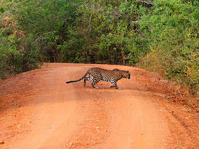 10 Days Wildlife & Bird Watching Tour itinerary in Sri Lanka