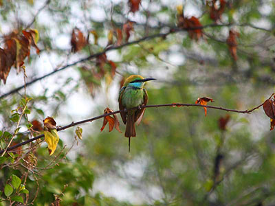 10 Days Wildlife & Bird Watching Tour itinerary in Sri Lanka