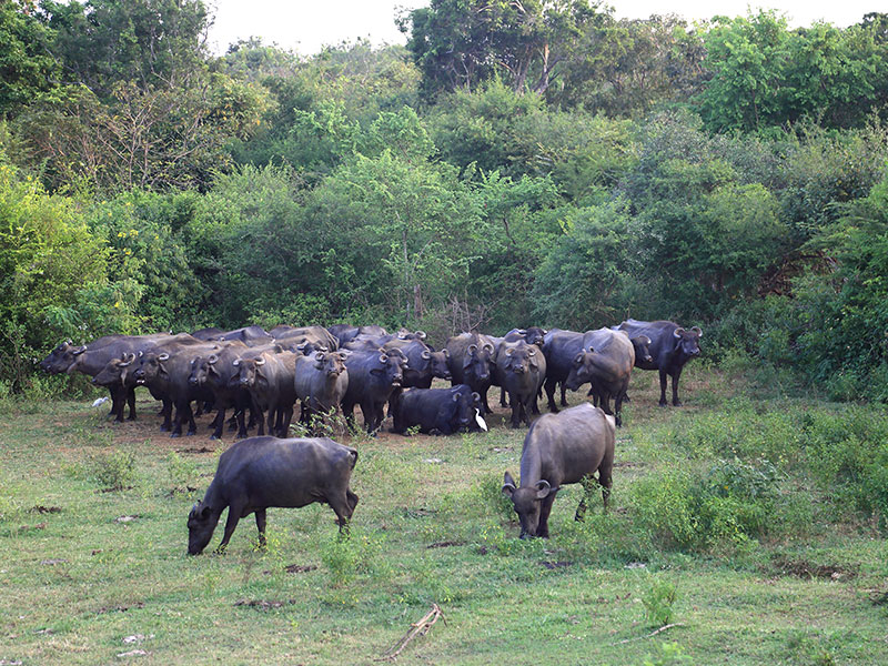 Sri Lanka three weeks itinerary