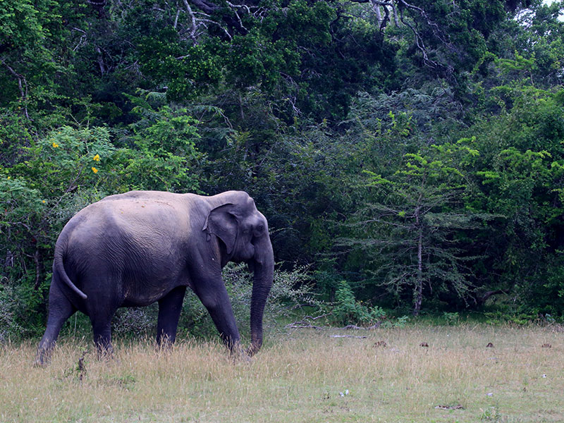 Sri Lanka three weeks itinerary