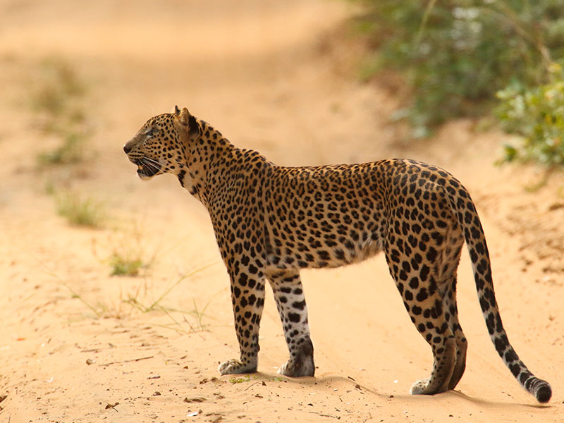 Sri Lanka two weeks itinerary